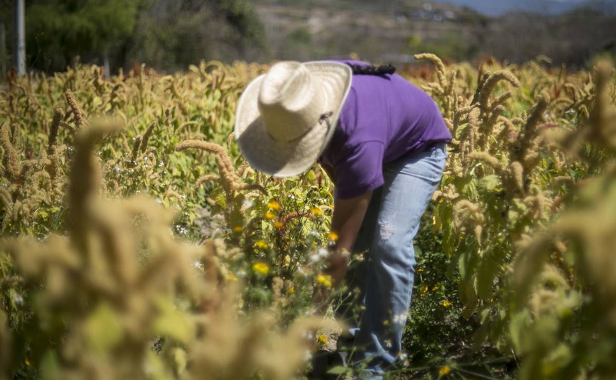 México y Belice abordan temas sobre cooperación bilateral en agroalimentos