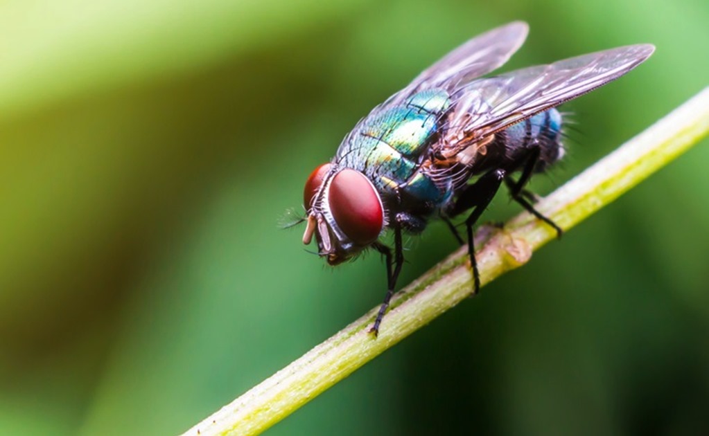 Por qué estaríamos en riesgo si las moscas desaparecen