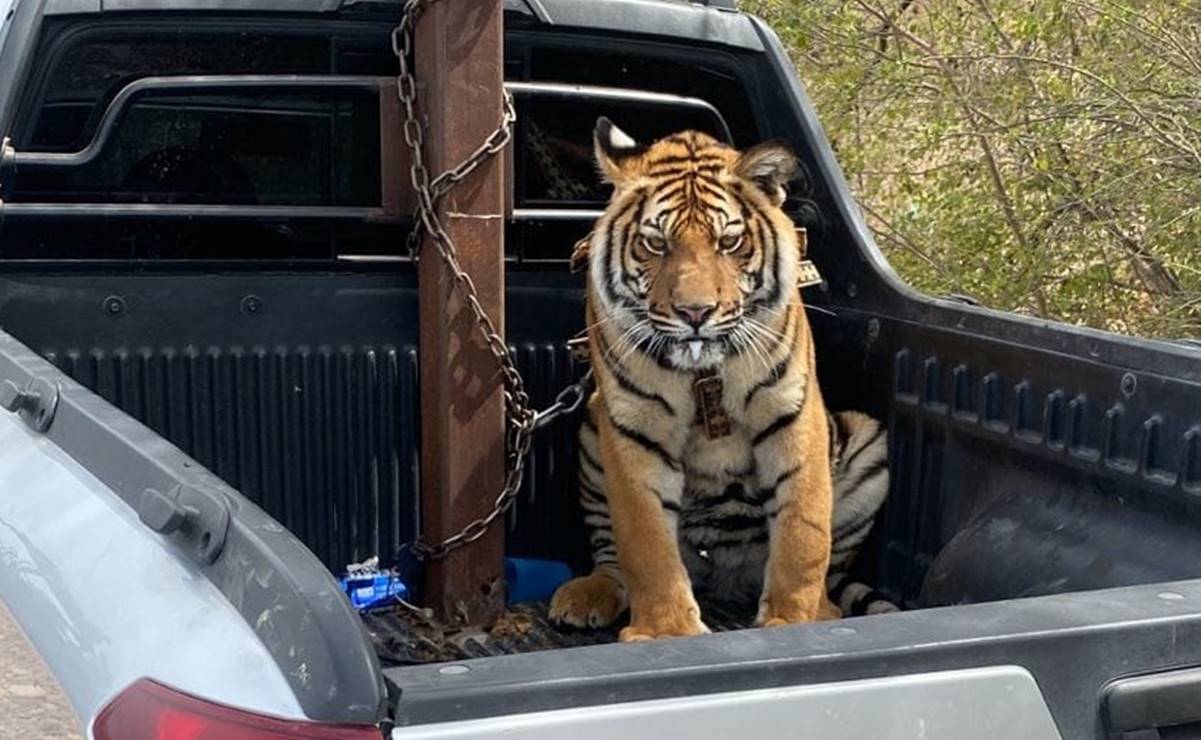Tigre de bengala asegurado en Mazatlán está domesticado, no podrá ser incorporado a su naturaleza, dicen autoridades