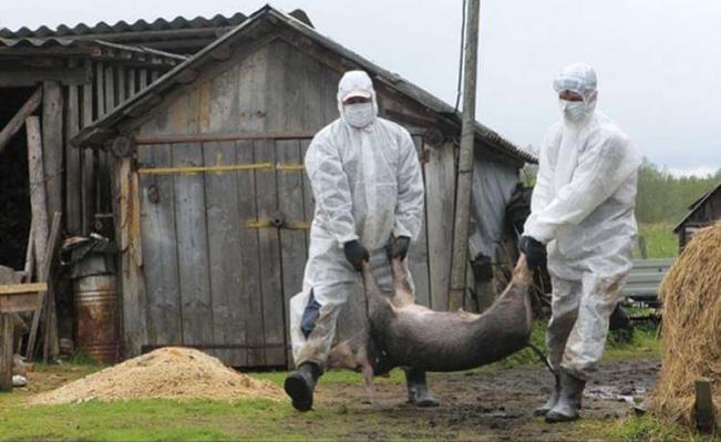 Se blindan contra hongo del banano y la fiebre porcina