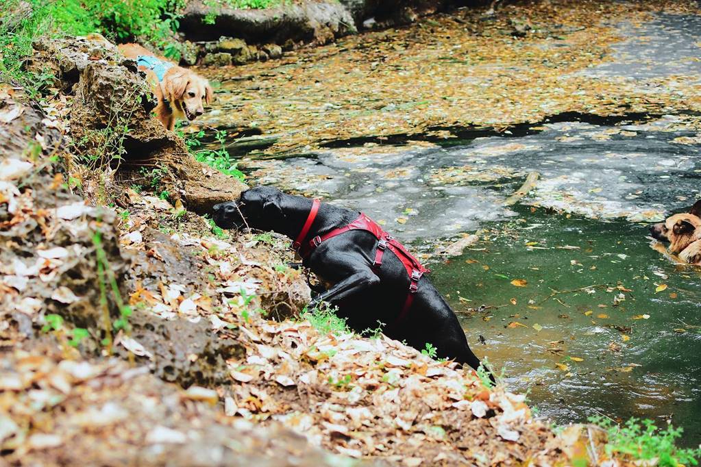 se permiten perros en el paseo del río san antonio