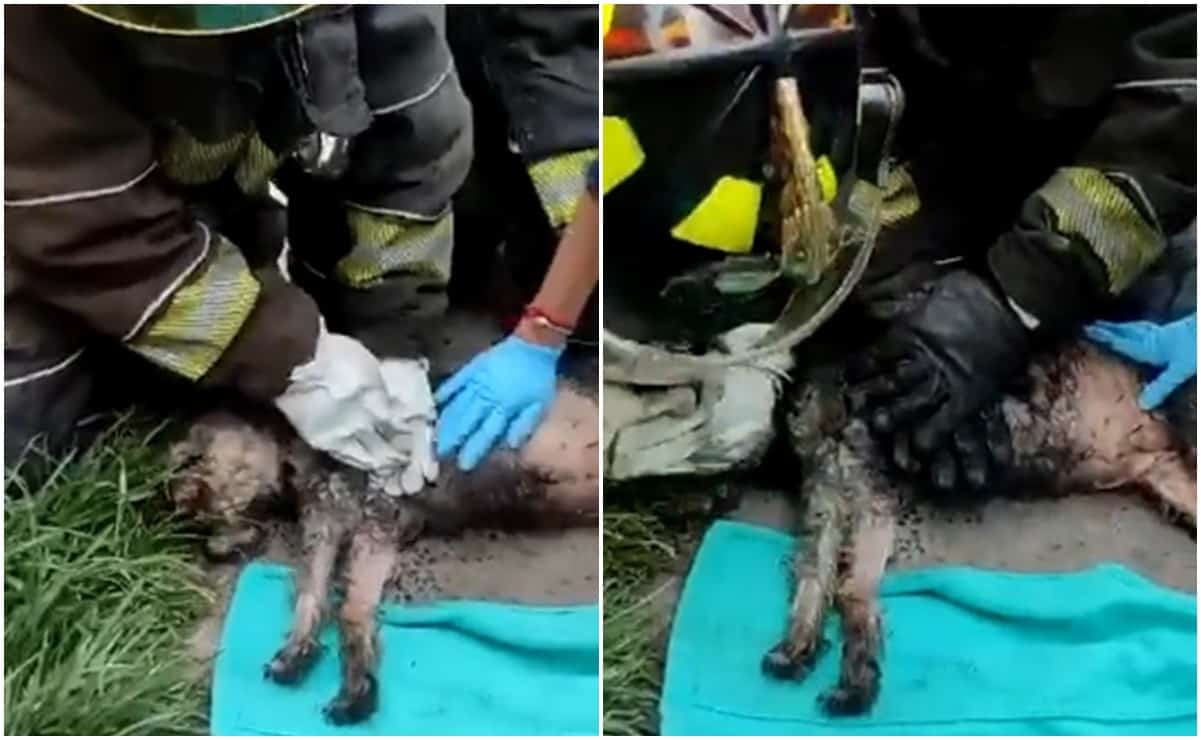 Bomberos reaniman a perrito intoxicado tras incendio en departamento de Iztapalapa