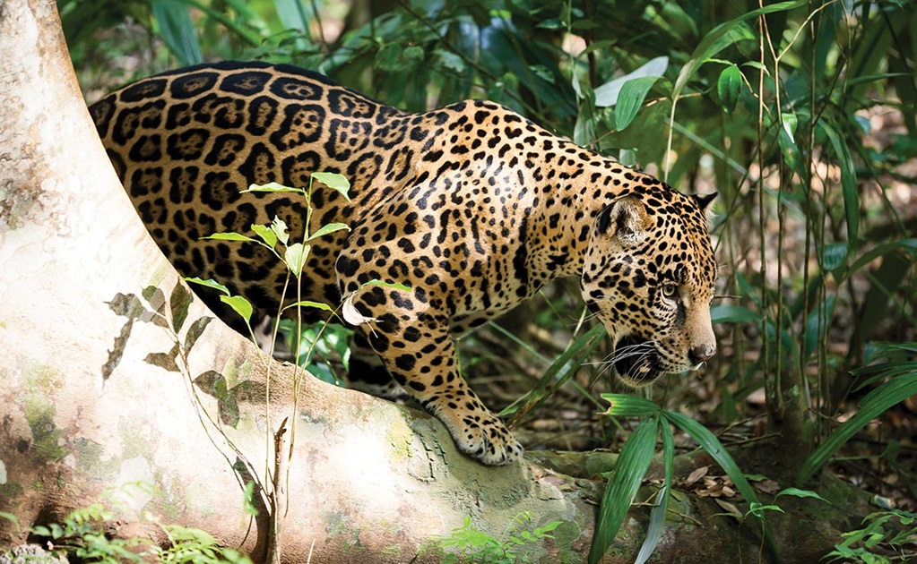 En México hay 4 mil 800 jaguares, la población aumento en los últimos años