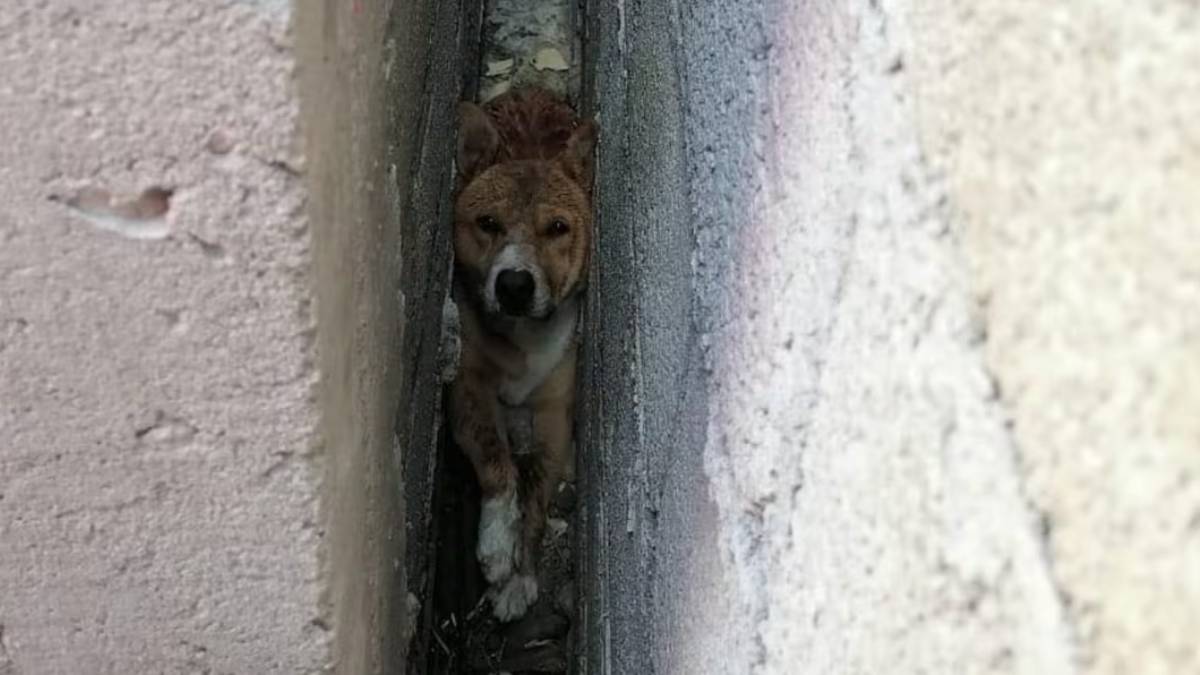 Rescatan a perro atrapado durante horas entre dos muros