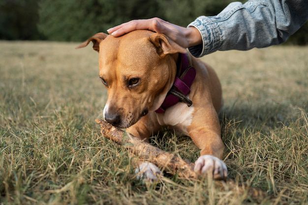 ¿Qué hacer si tu perro come chocolate?