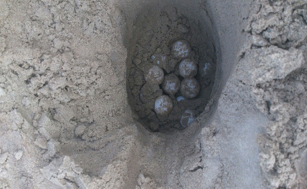 Rescatan mil 246 huevos de tortuga en playa de Tamaulipas