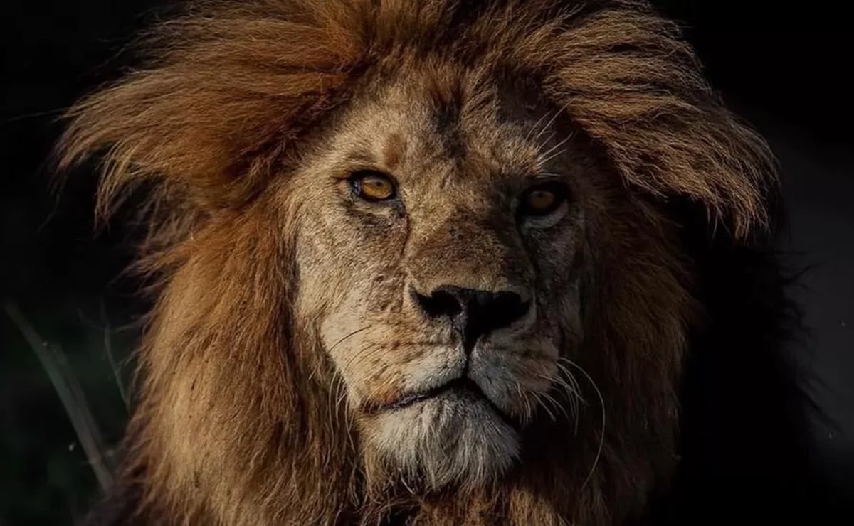 Bob Junior, el león que fue "rey del Serengeti" es asesinado por rivales más jóvenes, reportan