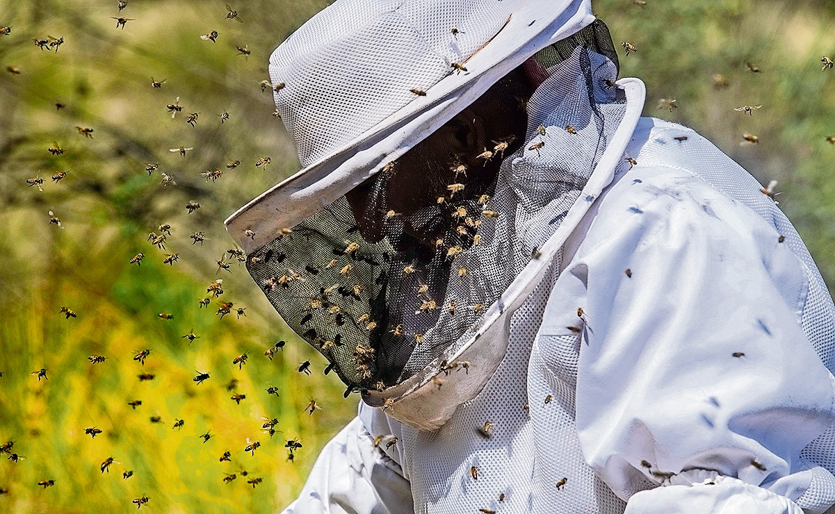 La incansable lucha por el cuidado de las abejas