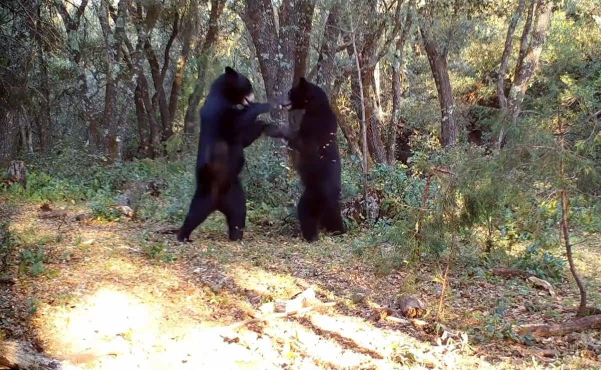 Captan a 2 osos "bailando" en Sierra de Zapalinamé en Saltillo, Coahuila