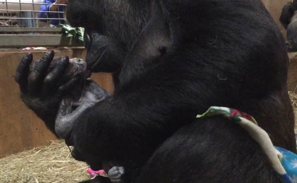 Nace gorila en peligro de extinción en zoo de EU; tierno video se vuelve viral