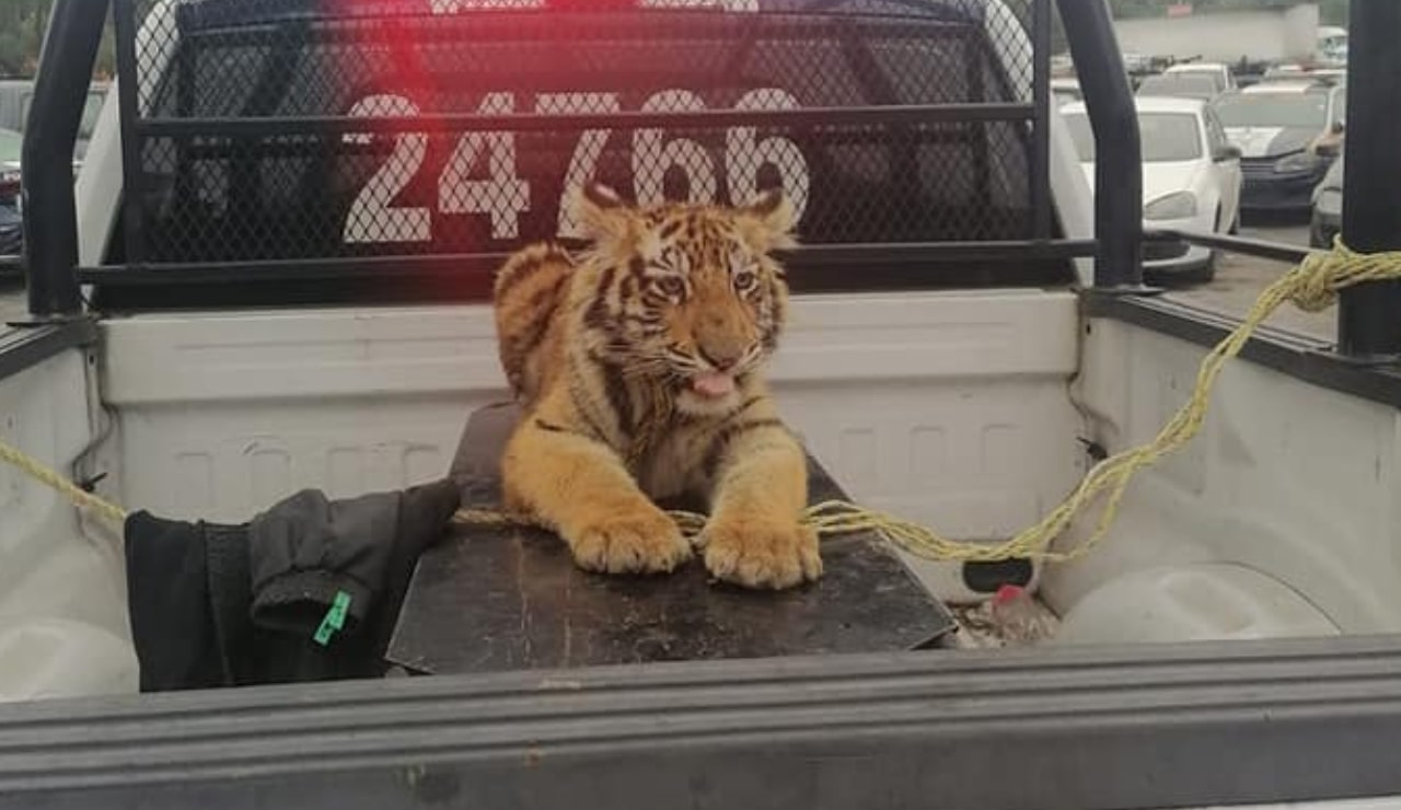 Capturan tigre de bengala que deambulaba en calles de Cuautitlán Izcalli