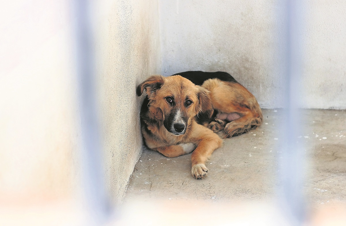 Nueva Ley Estatal de Protección Animal en Querétaro impedirá que haya perros en situación de calle 