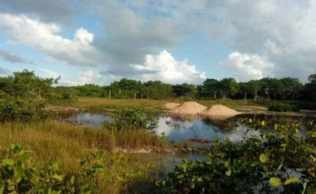 Profepa clausura cuatro predios por tala y remoción de vegetación en Isla Holbox, Quintana Roo