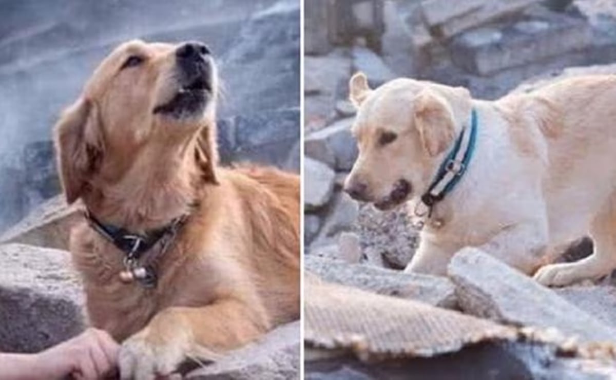 Perro rescatista no fue fotografiado tras el sismo en Turquía; las fotos circulan desde 2018