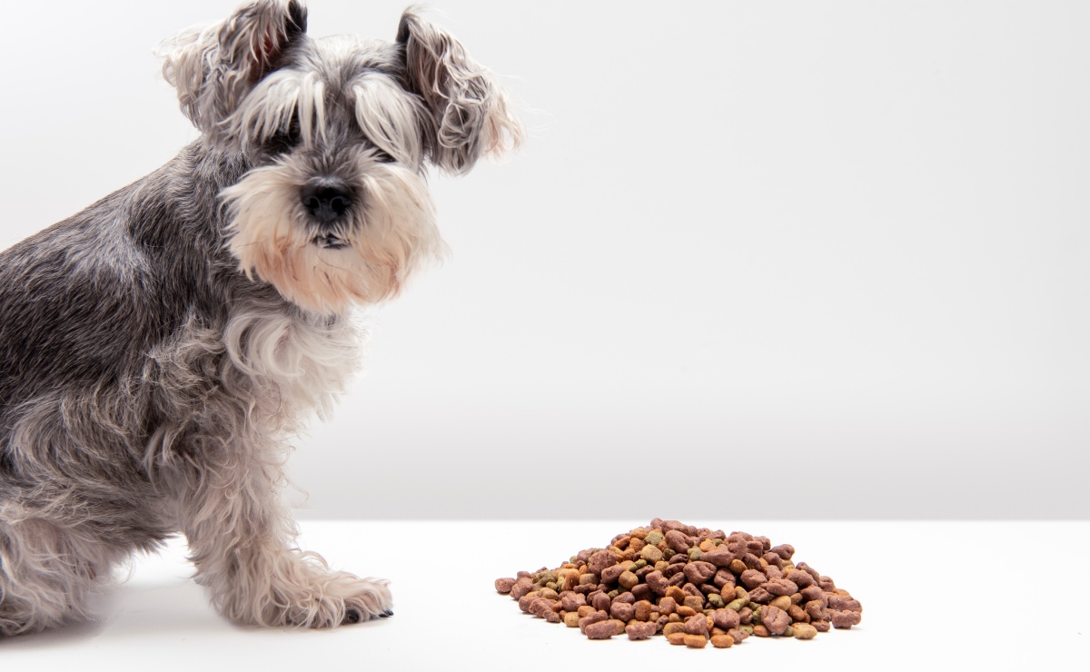 Alertan por croquetas para perro contaminadas con salmonela tras 7 casos en humanos