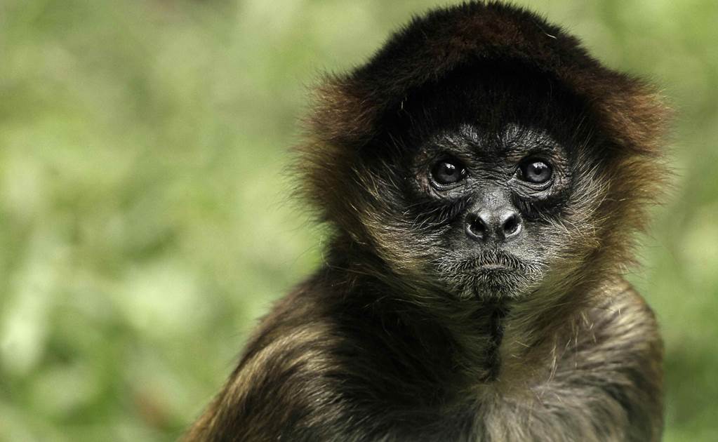 Investigan con monos transgénicos para avanzar en tratamiento de autismo