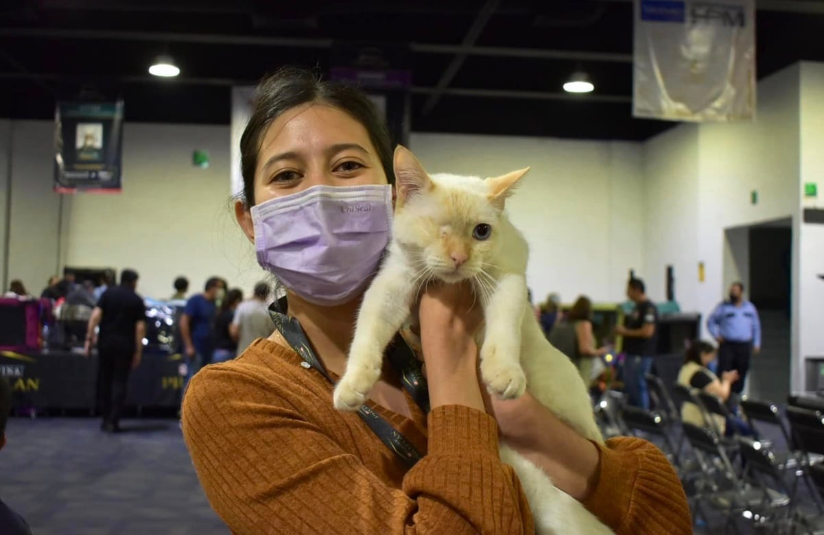 Michis de raza, extraños y desconocidos; échale ojo a la Expo Show Internacional de Gatos en la CDMX