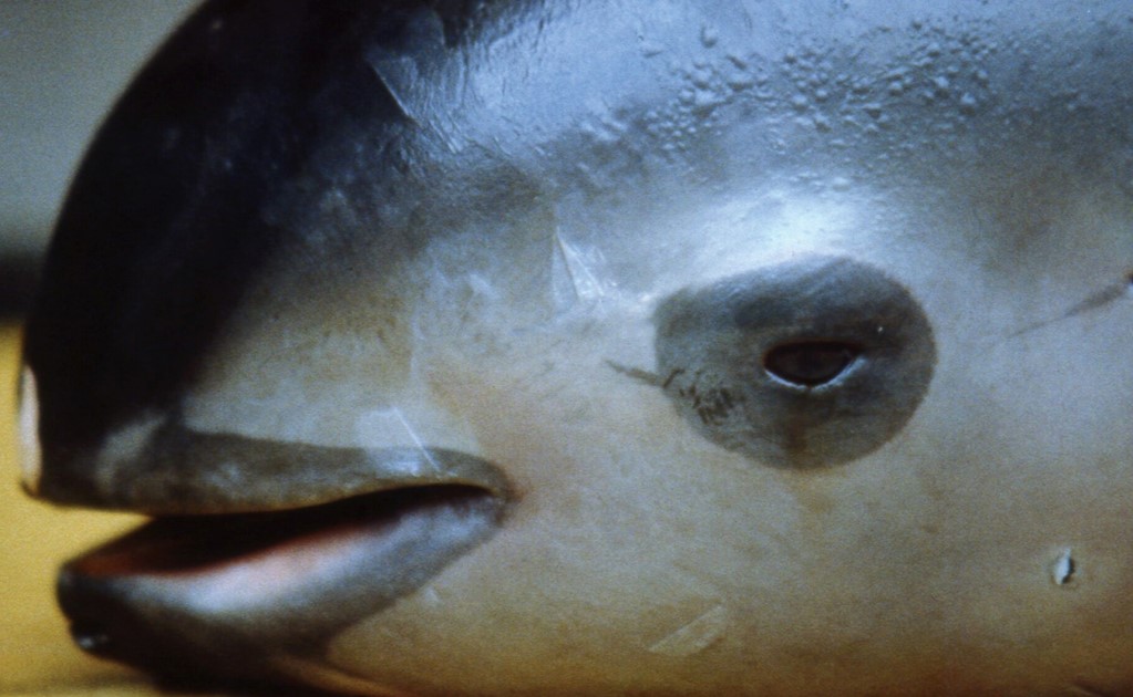 The man responsible for the Vaquita's extinction is arrested