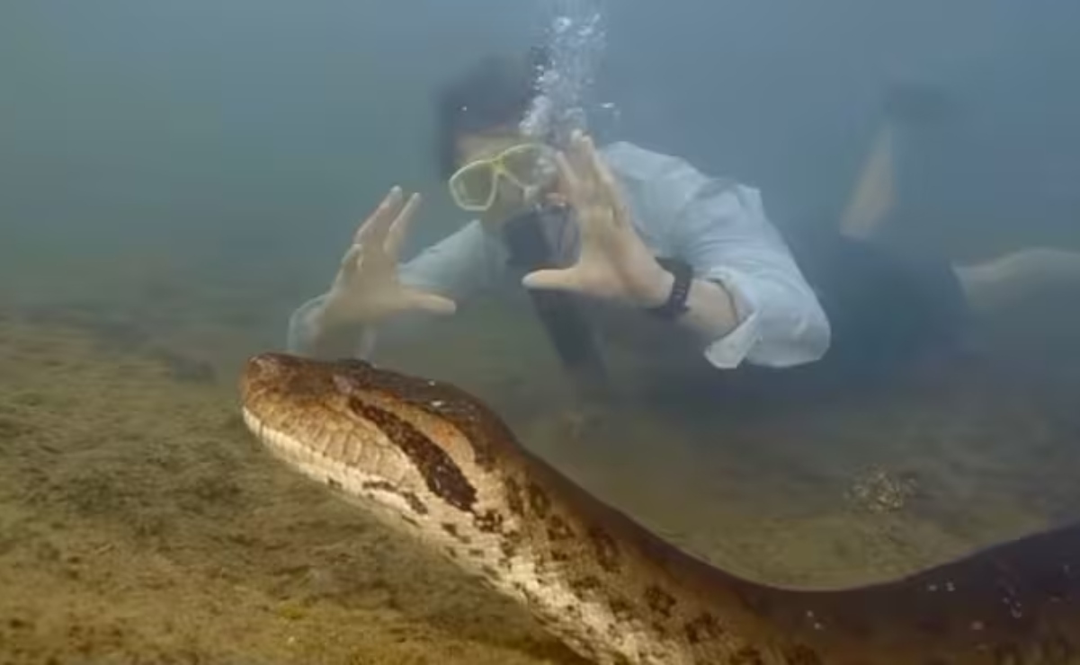 Anaconda más grande del mundo es captada en la selva amazónica; la especie es capaz de comerse a una persona 