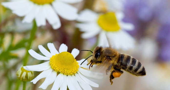 FAO llama a defender las abejas, "aliadas claves" para la lucha contra el hambre