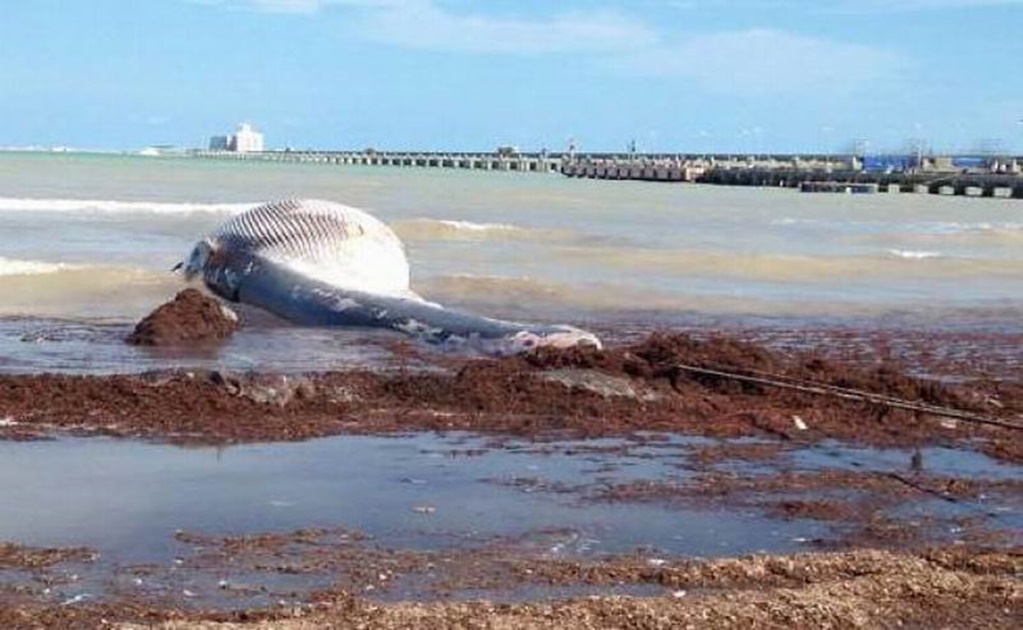 Hallan ballena muerta en puerto yucateco 
