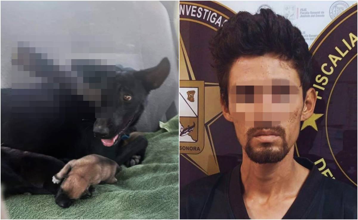 Cae sujeto que le clavó un cuchillo en el ojo a "Negrita", una perrita que defendía a sus cachorros en Sonora