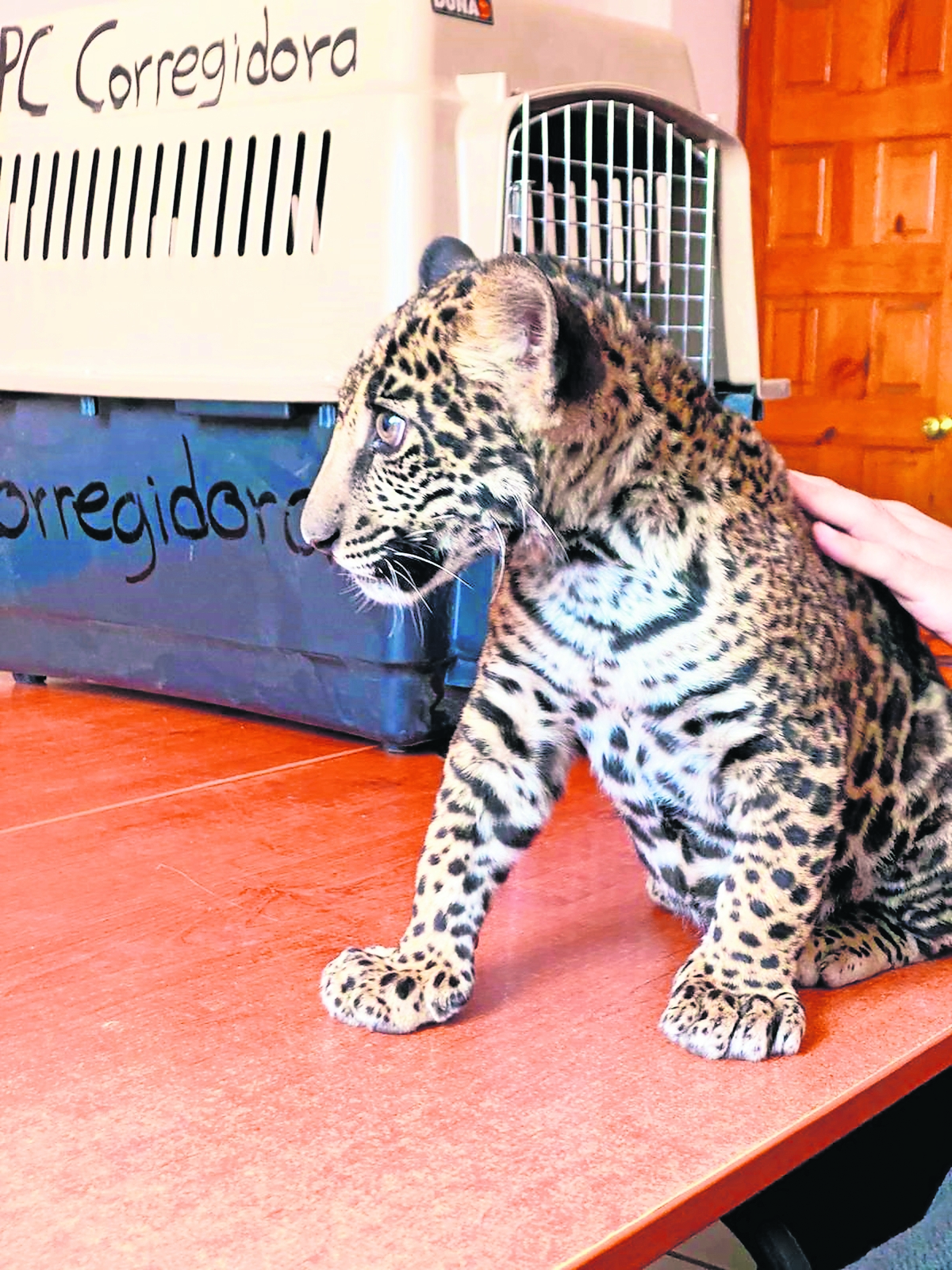 Inai ordena a Profepa informar sobre jaguares