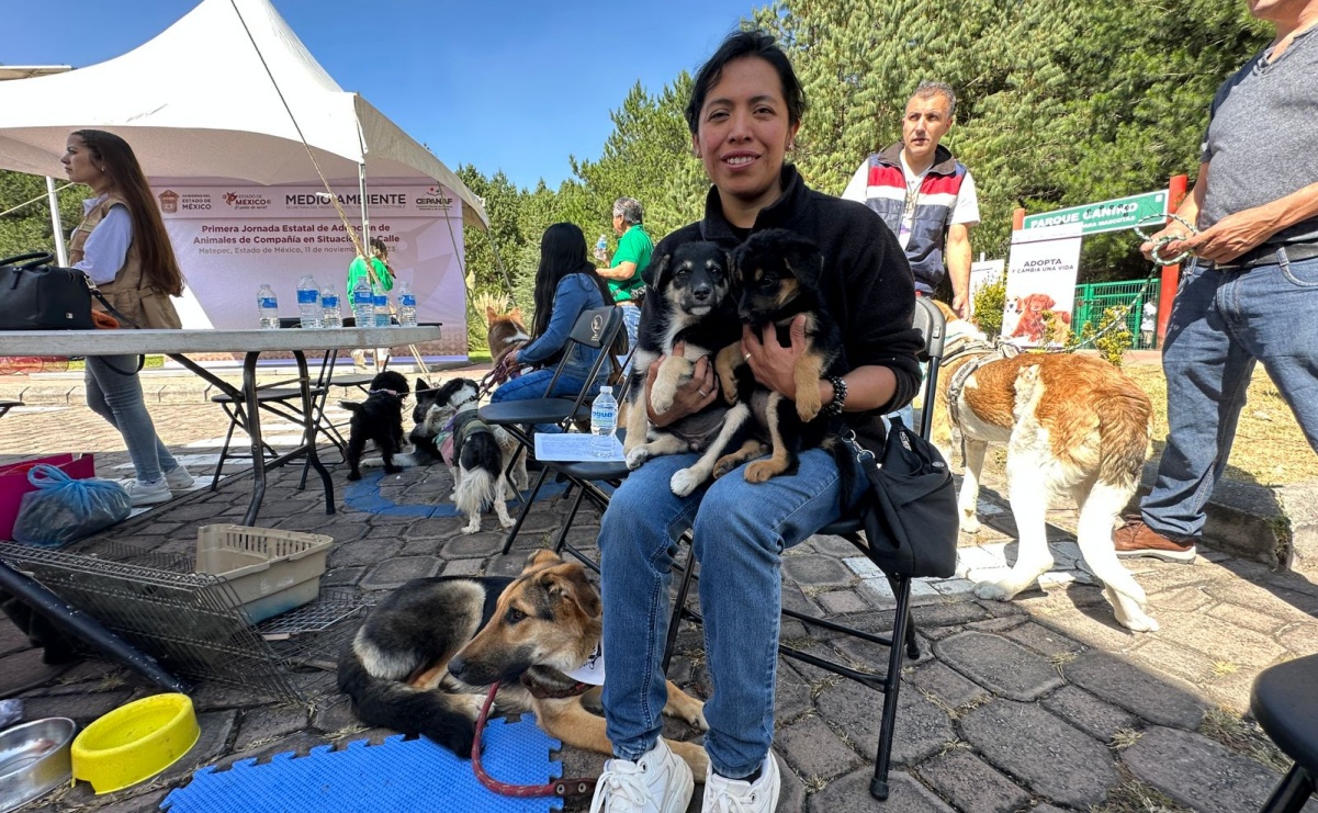 Realizan primera jornada de adopción de michis y lomitos en situación de calle en el Edomex