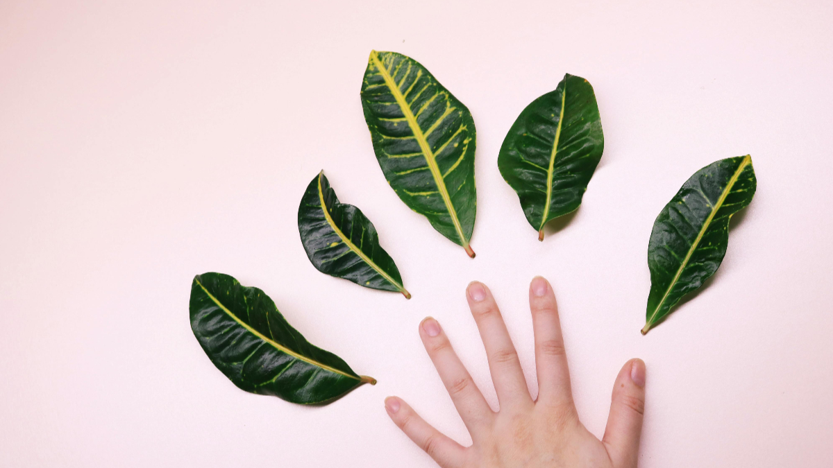 La planta ancestral que previene la osteoporosis y refuerza las defensas