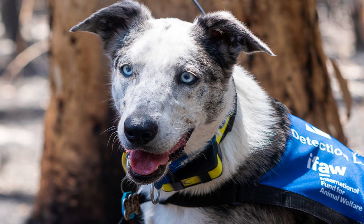 “Oso”, el perro que encontró koalas heridos por incendios en Australia