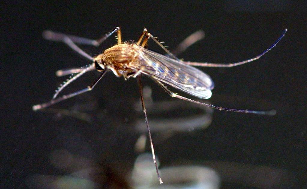 Nuevo León refuerza fumigación por caso de zika
