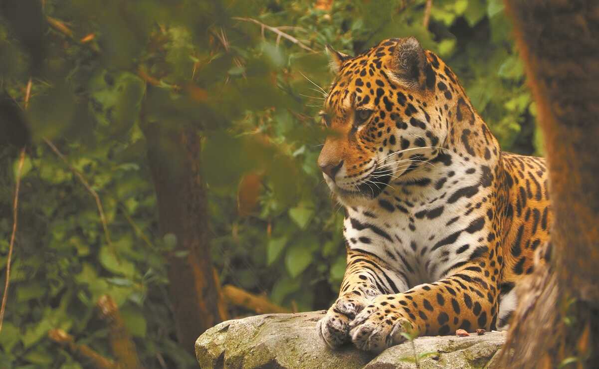 Con inteligencia artificial contribuyen a la conservación del jaguar en Yucatán