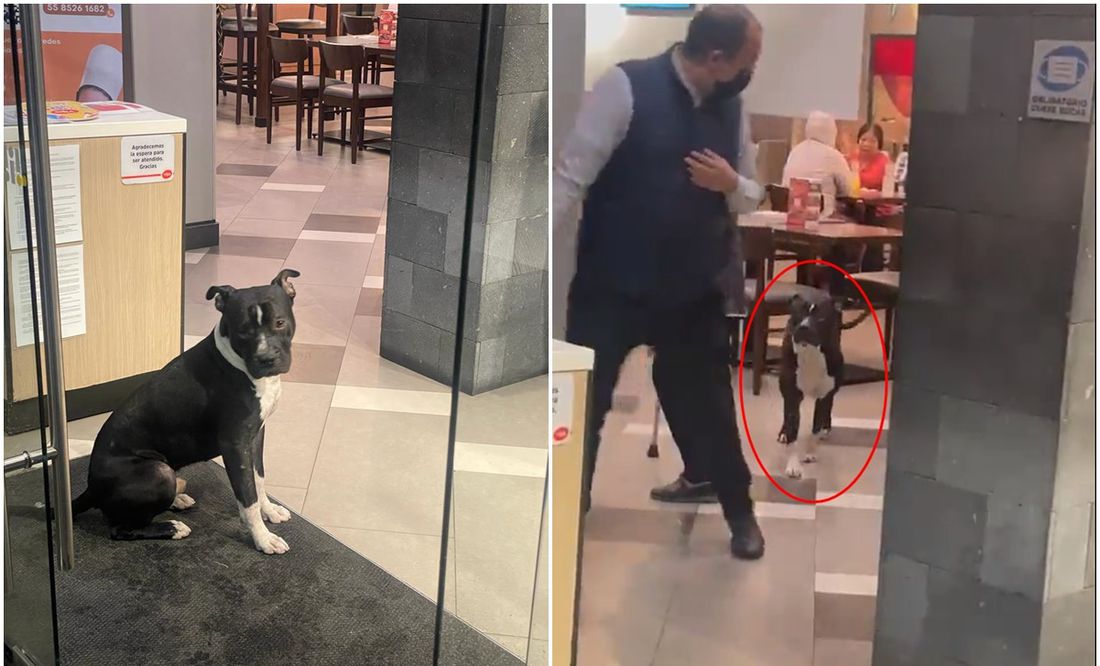 ¡Aún hay gente buena! Dejan entrar a perrito a restaurante para que se refugie de la lluvia