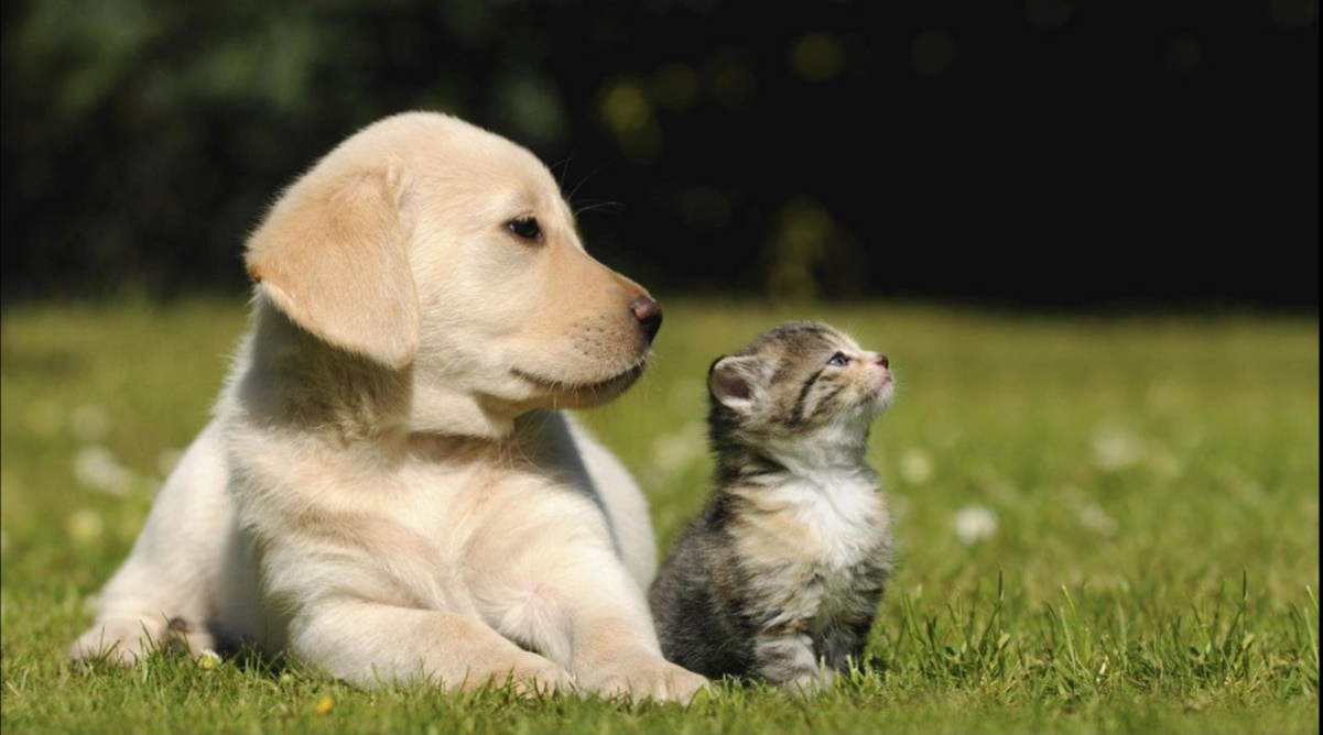Covid-19: estudio demuestra que perros y gatos pueden infectarse de la variante Alfa
