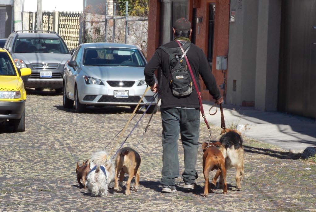 Proponen regular a paseadores de perros