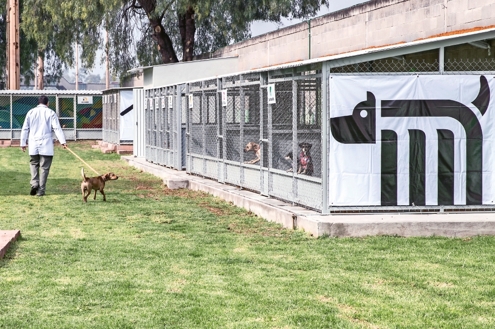 Medio millón de perritos han sido esterilizados en el CTC del Metro