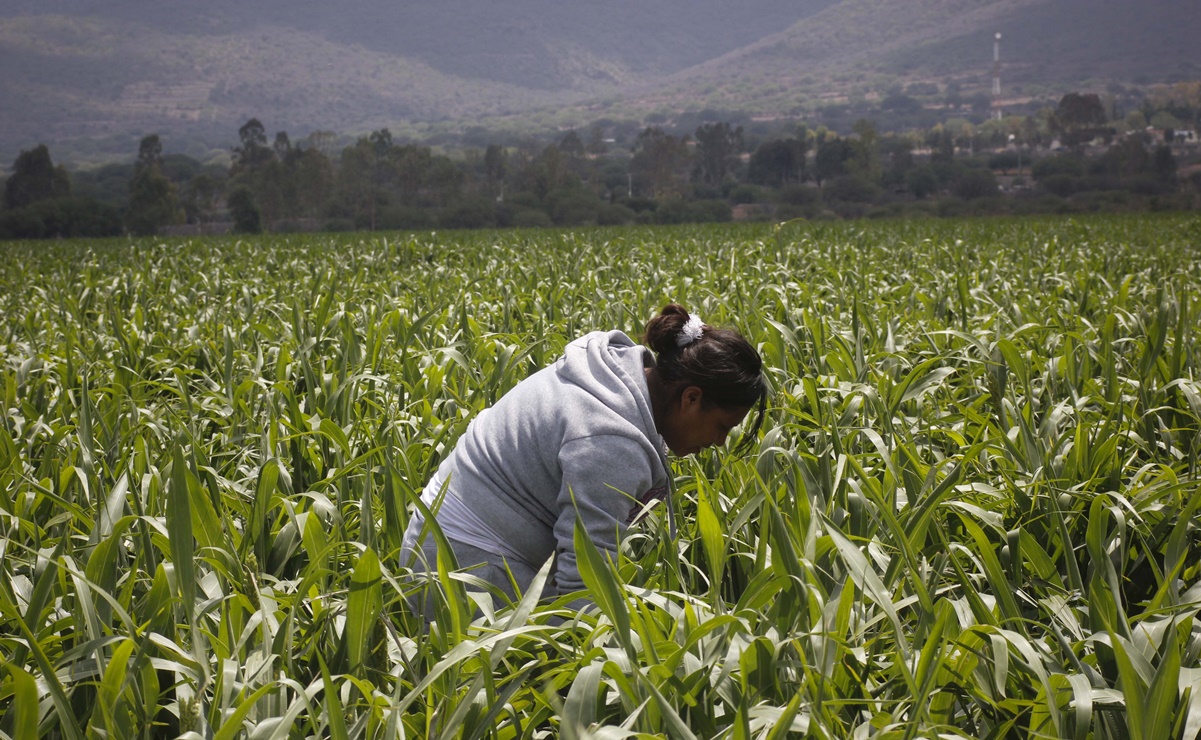 Gobierno federal coloca bono rosa para mujeres del campo por 3 mil mdp