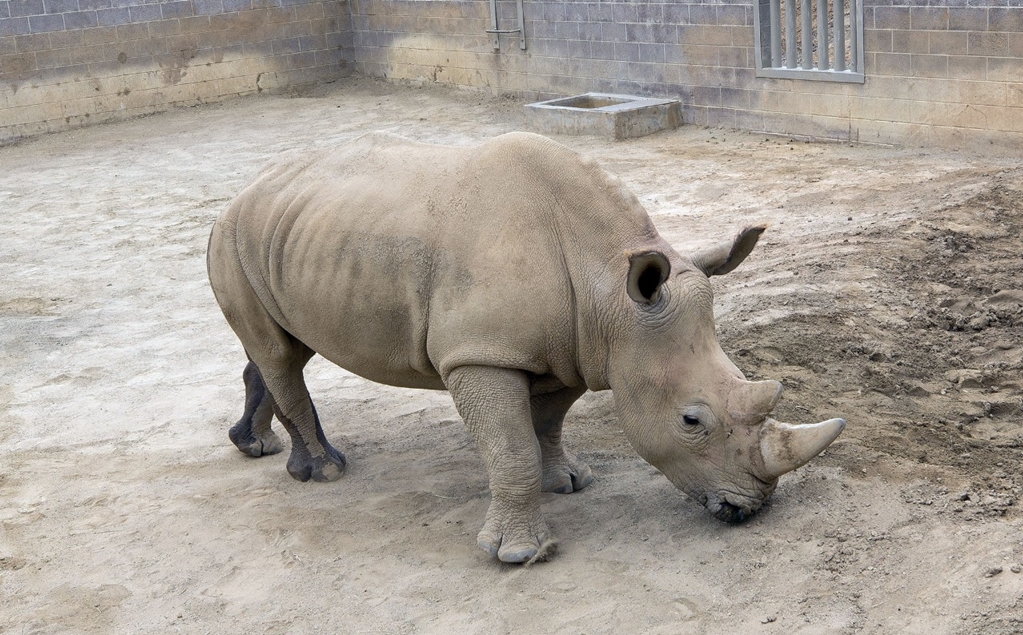 La rinoceronte blanca que puede salvar a su subespecie con su embarazo