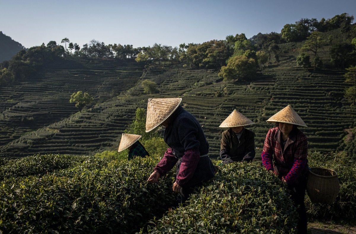 El té verde, el mejor aliado para evitar el mal de Alzheimer