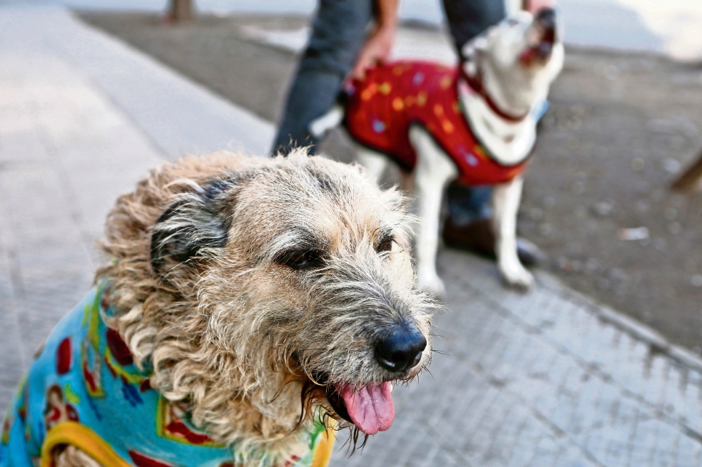 Maltratar o abandonar perros en Chile será sancionado