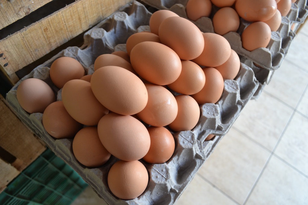 Cada vez más caros; suben precios de huevo y tortilla en Querétaro