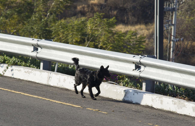 Al crecer la población, aumenta el abandono de mascotas: Apaqro