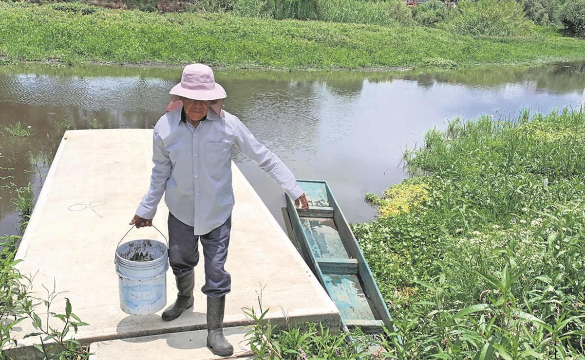 Contaminado y sin agua, realidad del Lago de Pátzcuaro