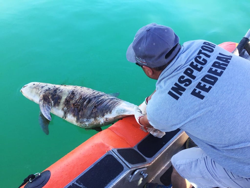 Hallan vaquita marina muerta en Alto Golfo de California