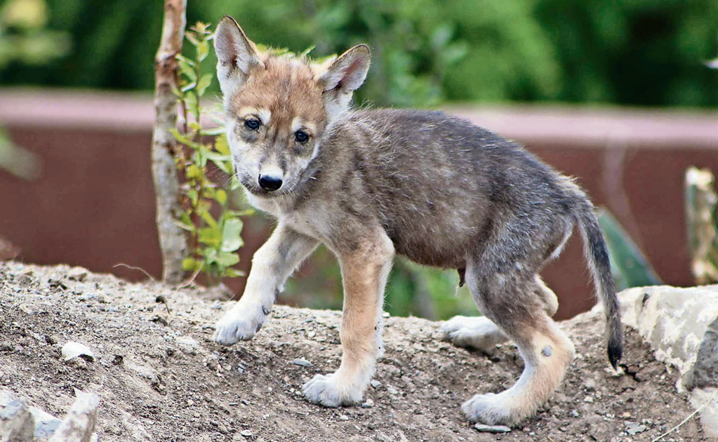 8 Mexican gray wolf pups were born in Coahuila