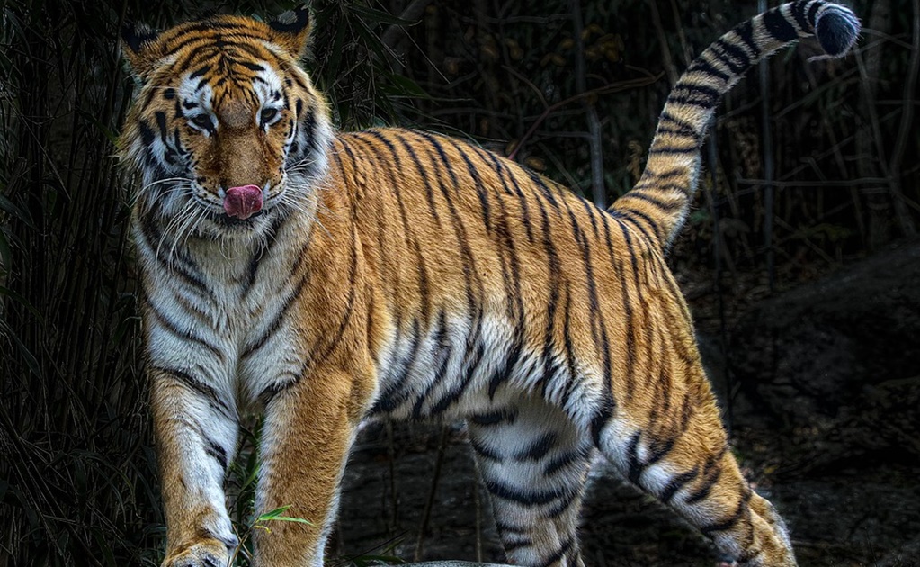 Tigre arranca mano a cuidadora y ataca a dos más en parque de safari