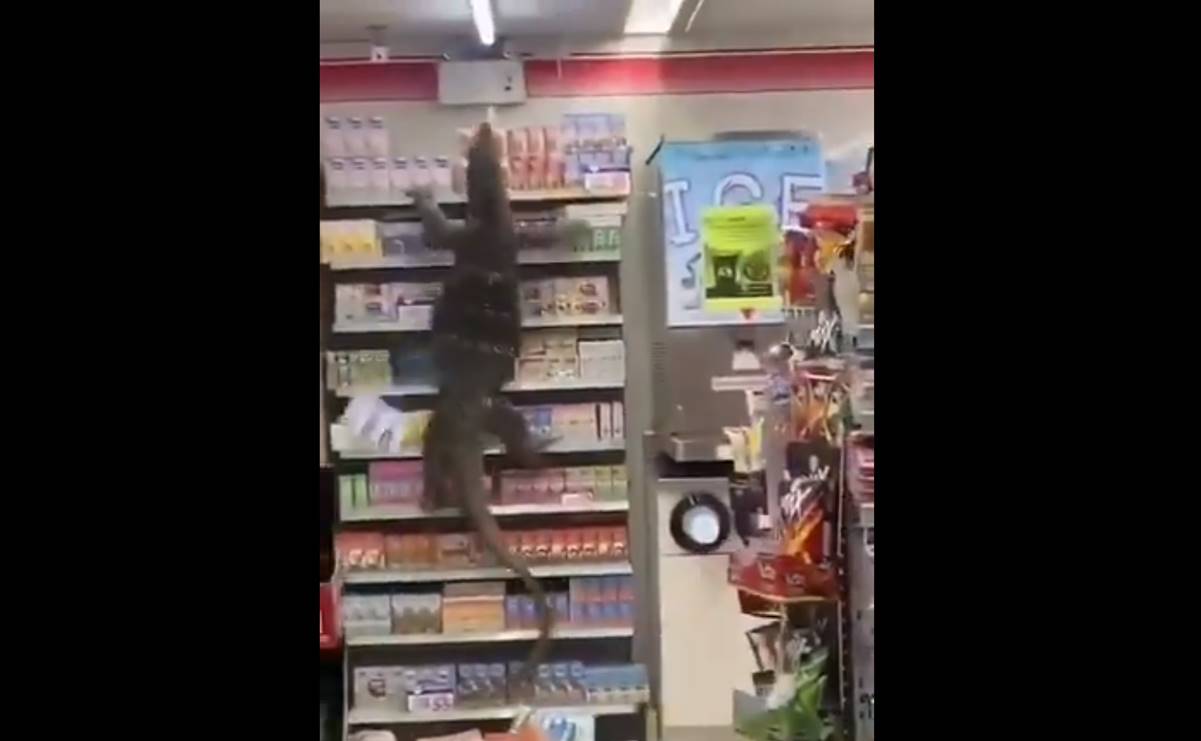 "Godzilla es real", dicen tras aparición de lagarto de casi dos metros en tienda de Tailandia