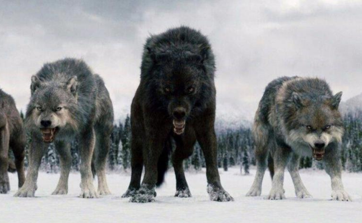 ADN revela secretos de lobos gigantes que inspiraron a los de "Game of Thrones"