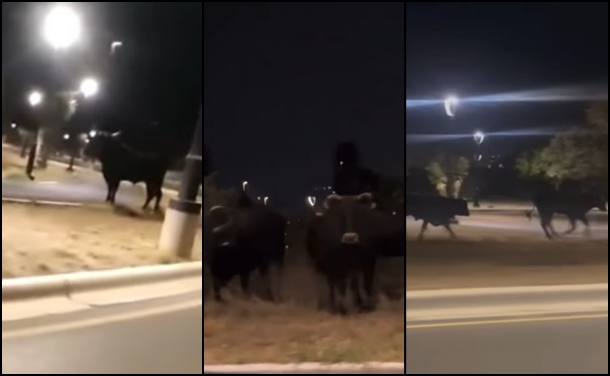 Sorprende manada de toros corriendo en calles de García, Nuevo León: VIDEOS