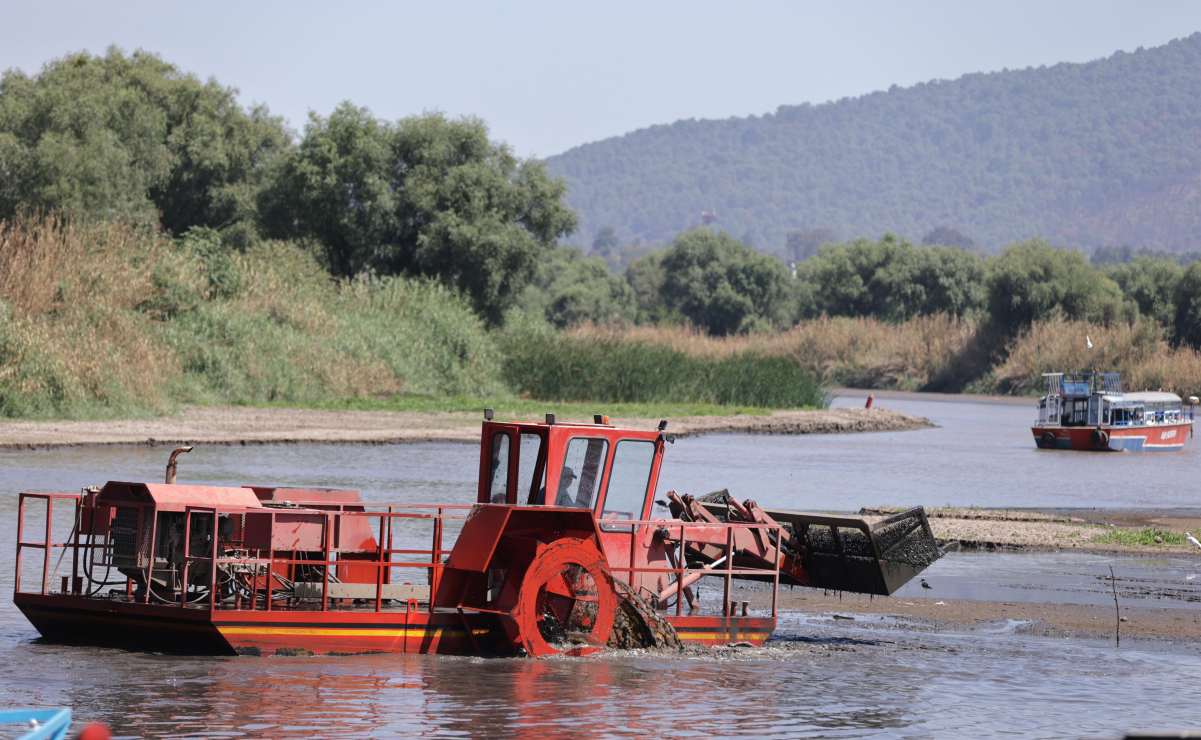 Gobierno de Michoacán sembrará millón y medio de árboles para preservar lago de Pátzcuaro